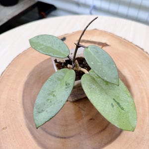 Hoya Lacunosa Silver Full Moon - Etsy