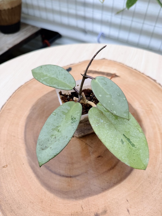 Hoya Silver Dollar | Rare Silver Hoya | Rooted Live Plant | Collector Houseplant | California Grown