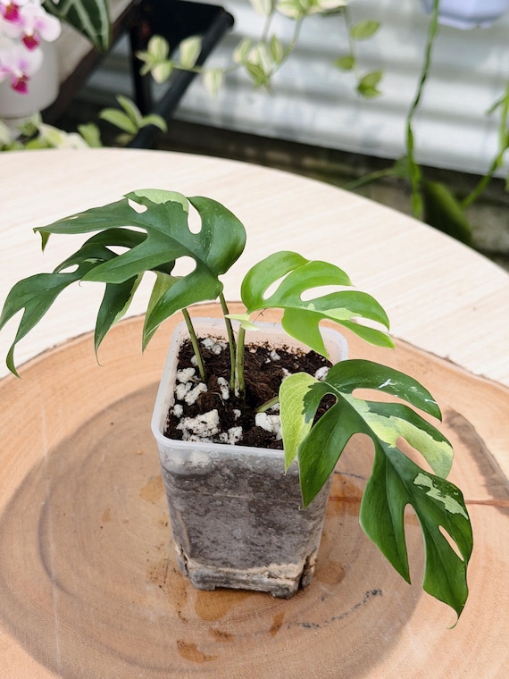 Variegated Rhaphidophora Tetrasperma Live Plant | Rare Mini Monstera | Rooted Collector Houseplant | California Grown