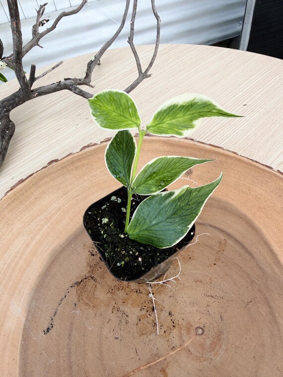 Hoya Polyneura Albo Rare Live Plant | Variegated Fishtail Hoya Wax Plant | Silver Splash Houseplant