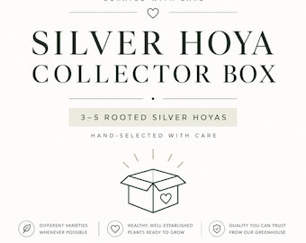 Silver Leaves Hoya Box | 3-5 Rooted Live Hoya Plants | Rare Silver Leaf Collection | California Grown