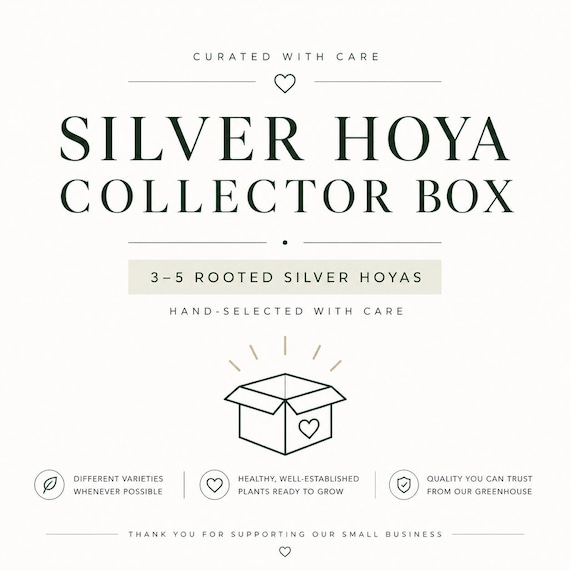 Silver Leaves Hoya Box | 3-5 Rooted Live Hoya Plants | Rare Silver Leaf Collection | California Grown