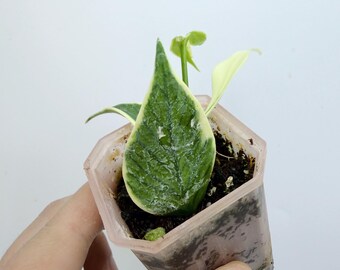 Hoya Polyneura Outer Variegated