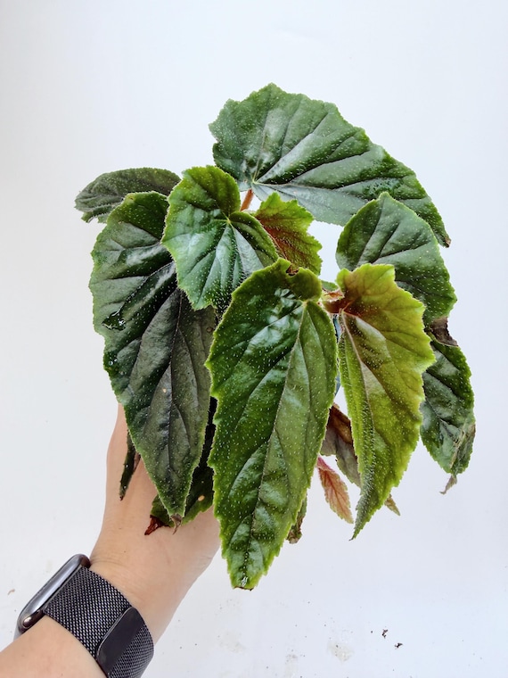 Rare Begonia Ginny Galaxy Live Plant | NON-Variegated Galaxy Leaves | Rooted Collector Houseplant