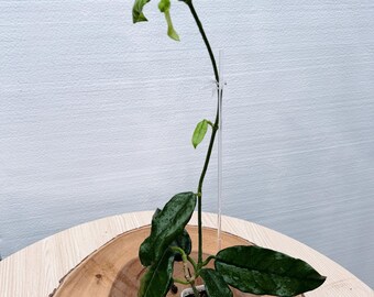 Hoya Globulosa Plant - Unique Long Leaves, Collector Favorite| Rooted Live Plant | Collector Houseplant | California Grown