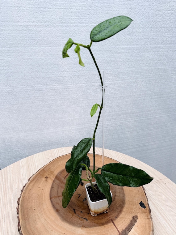 Hoya Globulosa Plant - Unique Long Leaves, Collector Favorite| Rooted Live Plant | Collector Houseplant | California Grown
