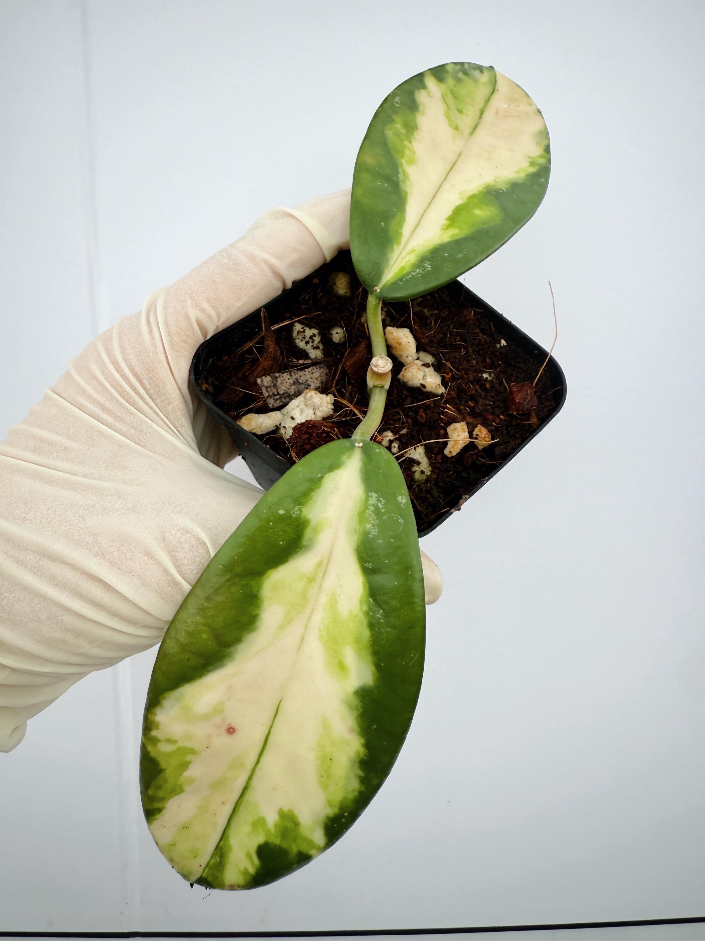 Hoya Diversifolia Maharani Variegata - Etsy