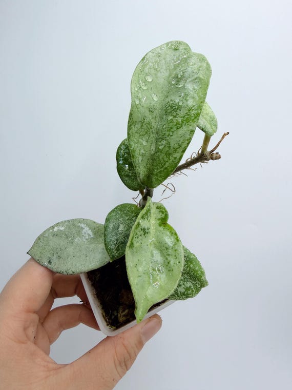 Hoya Nova Ghost Plant - Silver Variegated Indoor Vine| Rooted Live Plant | Collector Houseplant | California Grown