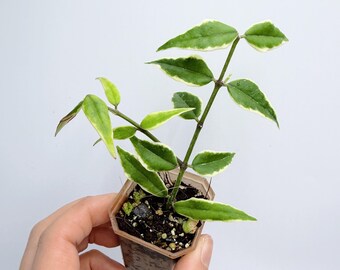 Hoya Bella Plant: Variegated Silver Leaves - Easy Care Indoor