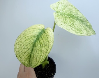 Monstera White Monster