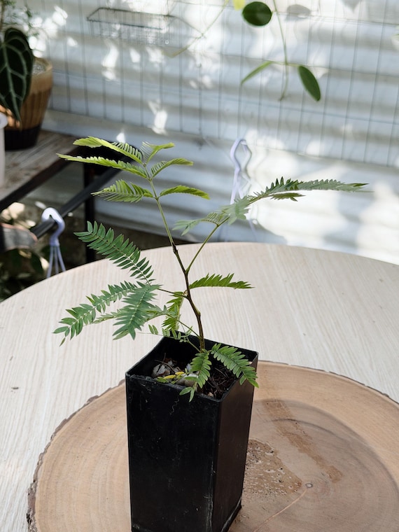 Cojoba Arborea Live Plant | Rare Evergreen Tropical Tree | Rooted Collector Houseplant | California Grown