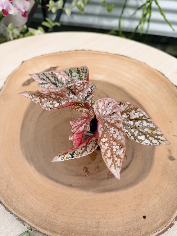 Begonia Snow Capped Pink Live Plant | Rare Pink Variegated Begonia | Rooted Collector Houseplant | California Grown