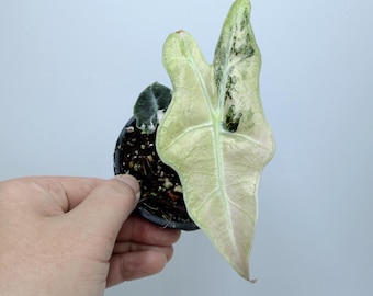 Alocasia sanderiana 'Nobilis': Pink Variegated Plant (Rare Indoor)| Rooted Live Plant | Collector Houseplant | California Grown