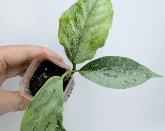 Hoya Coriacea Silver Plant