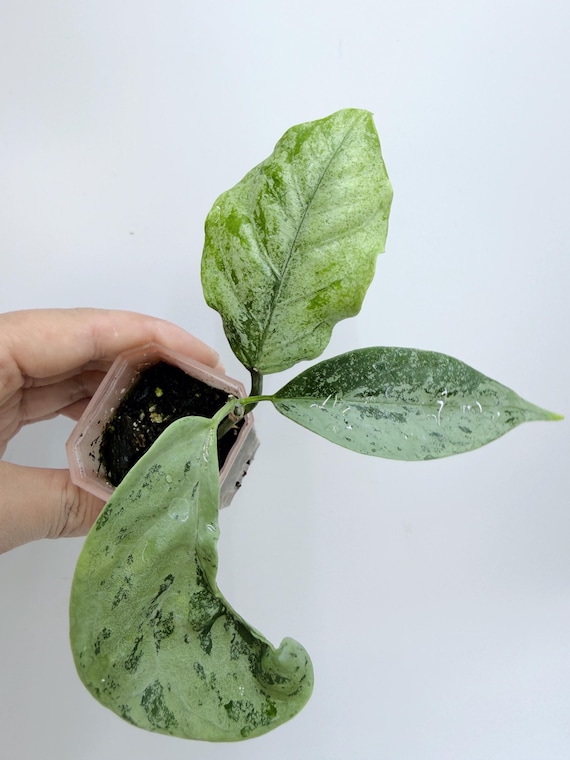 Hoya Coriacea Silver Plant| Rooted Live Plant | Collector Houseplant | California Grown