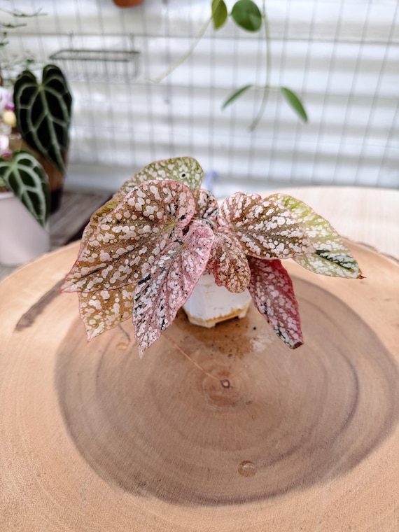 Begonia Snow Capped Pink #18 | Rare Variegated Rooted Begonia Live Plant | Collector Houseplant | California Grown