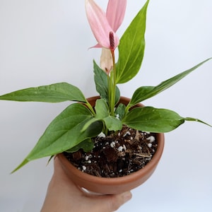 Anthurium Lilli - Etsy