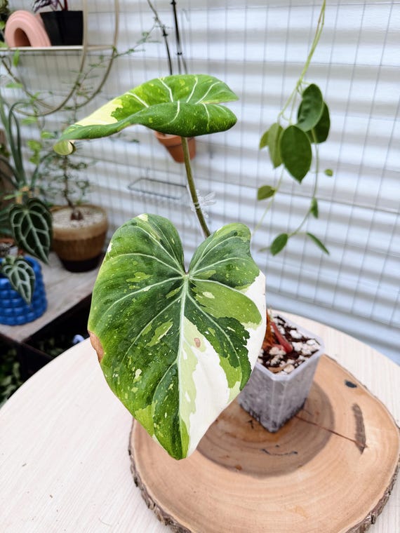 Philodendron Gloriosum Variegated Live Plant | Rare Velvet Leaf Philodendron | Rooted Collector Houseplant | California Grown