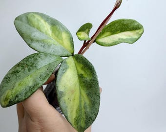 Hoya Argentea Princess