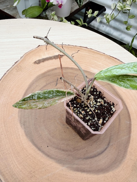 Hoya Pubicalyx Albo Splash Live Plant | Rare Splash Variegated Hoya | Rooted Collector Houseplant | California Grown