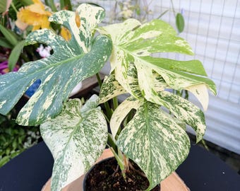 Monstera White Monster | Variegated Monstera Deliciosa Rooted Live Plant