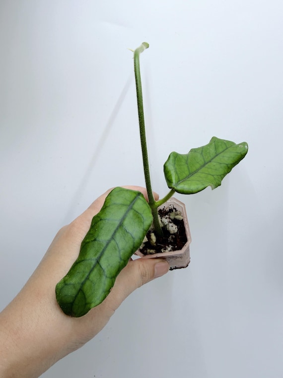 Hoya Globulosa Live Plant | Rare Wax Plant with Textured Leaves | Rooted Collector Houseplant | California Grown