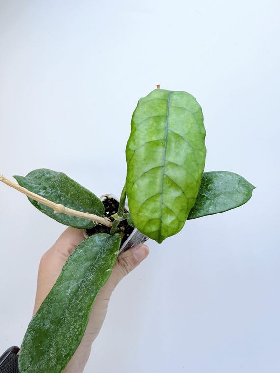 Hoya Globulosa Long Leaf Live Plant | Rare Trailing Hoya with Elongated Leaves | Rooted Collector Wax Plant | California Grown