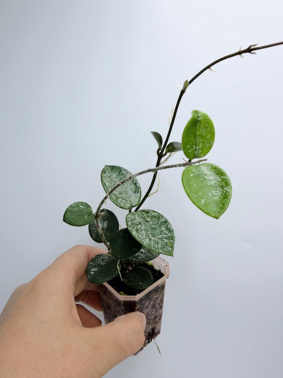 Hoya Mathilde Splash Plant, Variegated Wax Vine (Rare Houseplant)| Rooted Live Plant | Collector Houseplant | California Grown