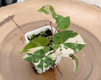 Fallopia Multiflora Variegated