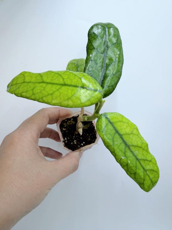 Hoya Motuo| Rooted Live Plant | Collector Houseplant | California Grown