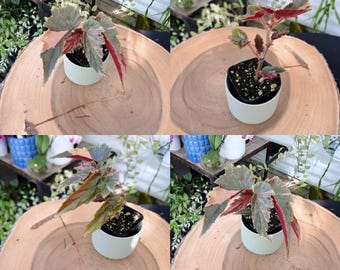 Begonia Ginny Galaxy Variegated
