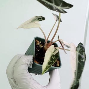 Alocasia Bambino Pink