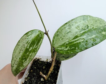 Hoya Latifolia (Silver, Indonesia)| Rooted Live Plant | Collector Houseplant | California Grown