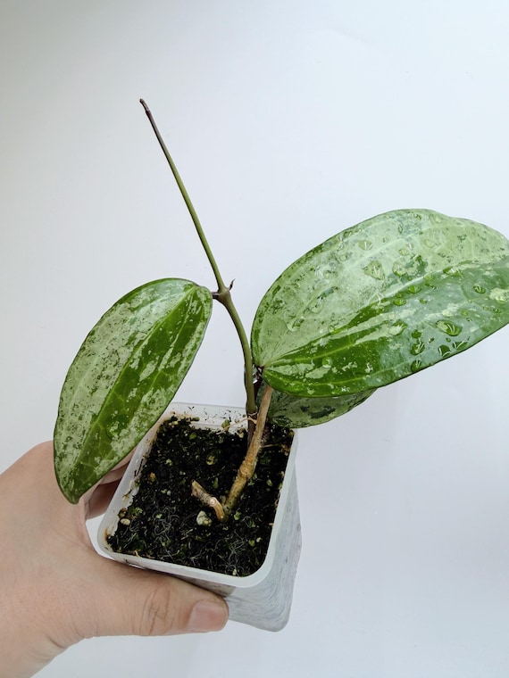 Rare Hoya Latifolia Silver Indonesia Live Plant | Big Leaf Hoya | Rooted Collector Houseplant