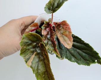 Begonia Ginny Galaxy Variegated