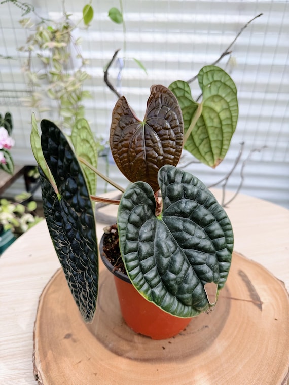Anthurium Luxurians Live Plant | Rare Bullate Anthurium | Collector Houseplant | California Grown