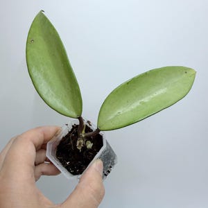 Hoya Lacunosa Silver Full Moon - Etsy