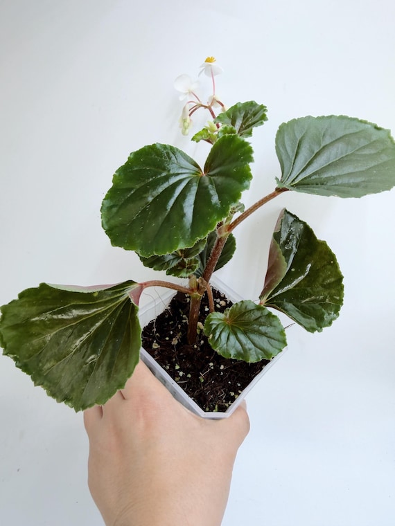 Begonia Cucullata| Rooted Live Plant | Collector Houseplant | California Grown