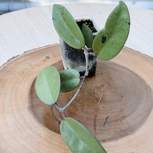 Hoya Lacunosa Silver Full Moon - Etsy