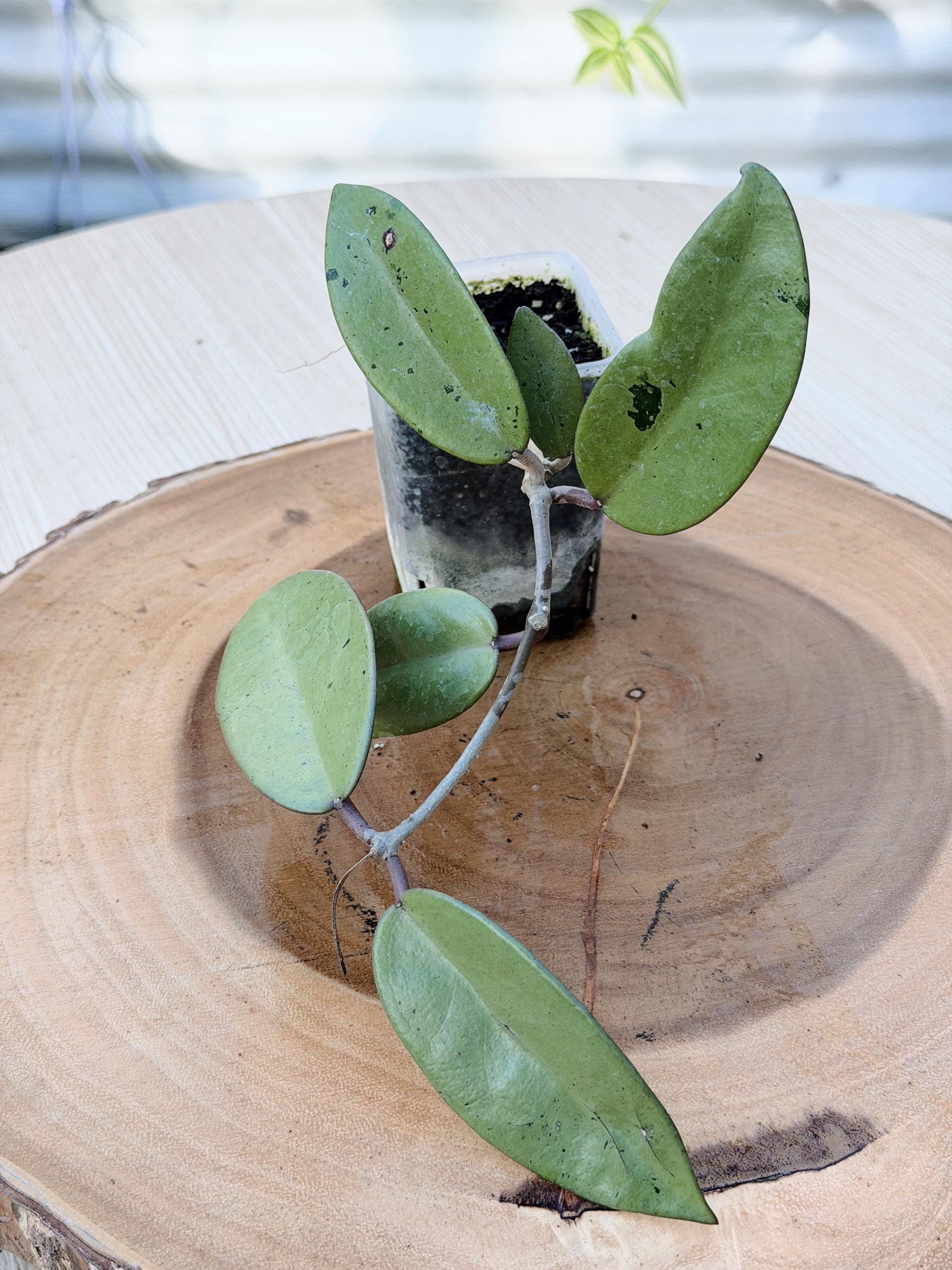 の*ち様 0519 Hoya lacunosa silver full moon Hoya Lacunosa Silver