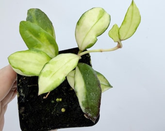 Rare Variegated Hoya Walliniana Plant - Silver Leaves, Trailing Growth| Rooted Live Plant | Collector Houseplant | California Grown