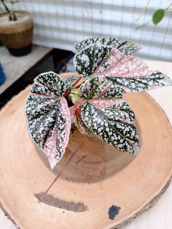 Begonia Snow Capped Pink #25 | Rare Variegated Rooted Begonia Live Plant | Collector Houseplant | California Grown