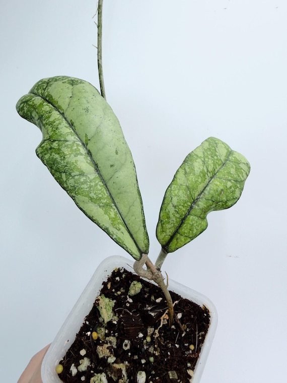 Hoya Crassipetiolata Live Plant | Rare Splash Leaf Hoya | Rooted Collector Houseplant | California Grown