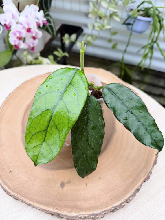 Hoya Globulosa Long Leaf Live Plant | Rare Collector Hoya Wax Plant | Indoor Tropical Houseplant