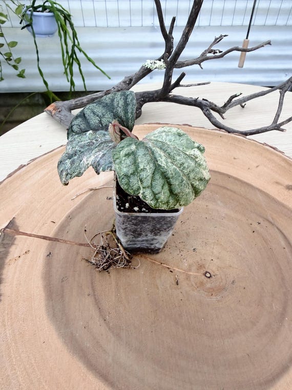 Piper Sylvaticum Variegated Live Plant | Rare Rooted Piper | Collector Houseplant | California Grown