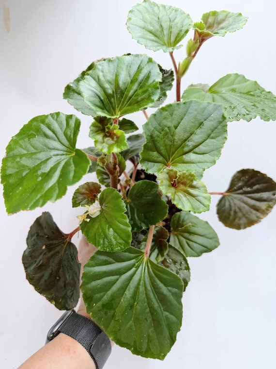 Begonia Cucullata| Rooted Live Plant | Collector Houseplant | California Grown
