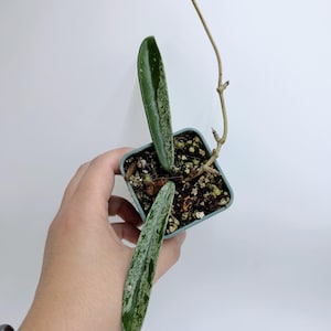 の*ち様 0519 Hoya lacunosa silver full moon Hoya lacunosa 'Full