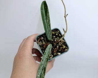 Hoya Minibelle Splash