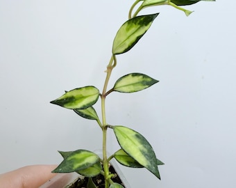 Hoya Lacunosa Plant: Silver Variegation and Trailing Growth (Indoor)| Rooted Live Plant | Collector Houseplant | California Grown