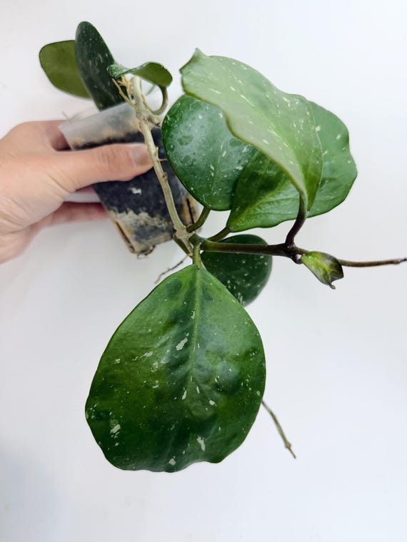 Hoya Obovata Splash | Rare Splash Variegated Hoya | Rooted Live Plant | Collector Houseplant | California